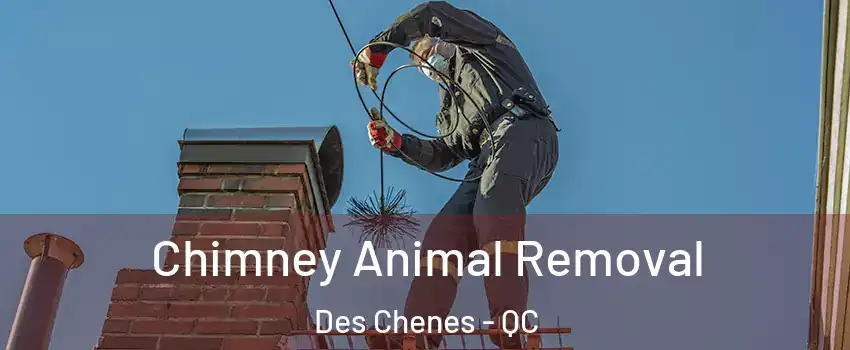 Chimney Animal Removal Des Chenes - QC