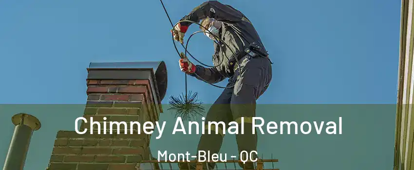 Chimney Animal Removal Mont-Bleu - QC