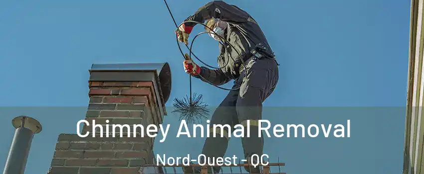 Chimney Animal Removal Nord-Ouest - QC