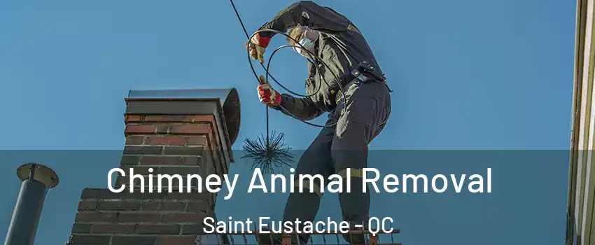 Chimney Animal Removal Saint Eustache - QC